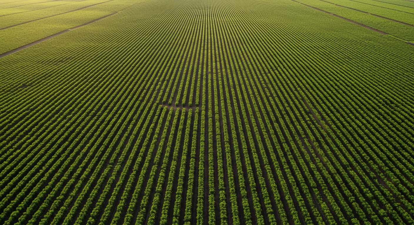 Выравнивание больших площадей с техникой