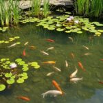 Пруды с рыбой и водными растениями