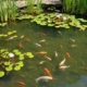 Пруды с рыбой и водными растениями